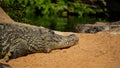 Closeup shot of the alligator near the water on the sand - perfect for background