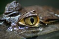 Closeup shot of an alligator's eye coming out from under water