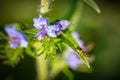 Closeup shot of an Allograpta hoverfly on a leaf Royalty Free Stock Photo