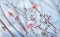 Closeup shot of almond tree blossoms over blue sky, selective focus Royalty Free Stock Photo