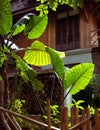 Closeup shot of alocasia green leaves Royalty Free Stock Photo