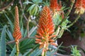 Closeup shot of the Aloe arborescent flowers