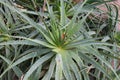 Closeup shot of an aloe vera Royalty Free Stock Photo