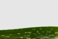 closeup shot of aloe vera leaf isolated on white background Royalty Free Stock Photo