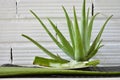 Closeup shot of an aloe vera plant with the inner juice on a leaf Royalty Free Stock Photo