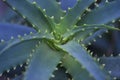 Closeup shot of the Aloe vera plant leaves Royalty Free Stock Photo