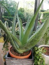 Closeup shot of an aloe vera plant in a pot surrounded by other plants during daylight Royalty Free Stock Photo