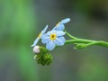 Closeup shot of alpine forget-me-not flowers with green background