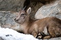 Closeup shot of Alpine ibex baby (Capra ibex)