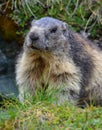 Closeup shot of a alpine marmot on the green grass Royalty Free Stock Photo