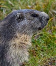 Closeup shot of a alpine marmot on the green grass Royalty Free Stock Photo