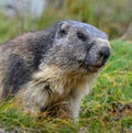 Closeup shot of a alpine marmot on the green grass Royalty Free Stock Photo
