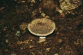 Closeup shot amanita spissa on the ground Royalty Free Stock Photo