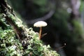 Closeup shot of an Amanita Virosa in a forest