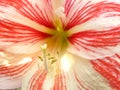 Closeup shot of an amaryllis flower with white and red petals and long stamen Royalty Free Stock Photo