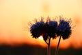 Closeup shot of an amazing exotic flower silhouette