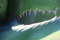 Closeup shot of an amazing exotic plant leaf with sharp thorns