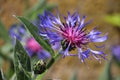 Closeup shot of an amazing purple safflower Royalty Free Stock Photo