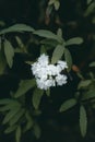 Closeup shot of an amazing white Philadelphus flower Royalty Free Stock Photo