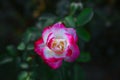 Closeup shot of an amazing white-pink rose flower