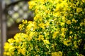 Closeup shot of amazing yellow flowers under sunlight