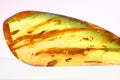 Closeup shot of an amber Royalty Free Stock Photo
