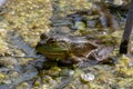 Closeup shot of an American bullfrog in a swamp