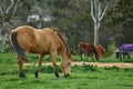 Closeup shot of American Quarter horses grazing in the forest