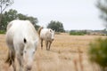 Closeup shot of American Quarter Horses walking in the field Royalty Free Stock Photo