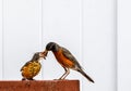 Closeup shot of an American robin bird feeding the baby robin against a white background Royalty Free Stock Photo