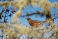 Closeup shot of an American robin bird perched on a tree branch Royalty Free Stock Photo