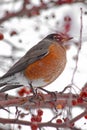 Closeup shot of an American robin perched on a tree branch with red berries Royalty Free Stock Photo