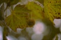 Closeup shot of an American sycamore in the garden