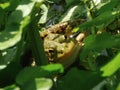 Closeup shot of an American toad under the green leaves Royalty Free Stock Photo