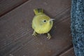 Closeup shot of an American yellow warbler bird on a deck - Setophaga petechia Royalty Free Stock Photo