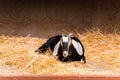 Closeup shot of an Anglo-Nubian goat sitting in the golden hay in the daylight