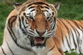 Closeup shot of an angry Bengal Tiger