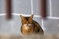 Closeup shot of an angry fluffy green-eyed cat on a blurred backgroun