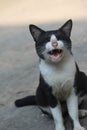 Closeup shot of an angry shorthair black and white feral cat hissing at the camera Royalty Free Stock Photo