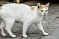 Closeup shot of an angry white cat in the street Royalty Free Stock Photo