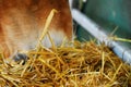 Closeup shot of an animal snout grazing from a golden hay