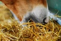 Closeup shot of an animal snout grazing from a golden hay