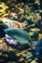 Closeup shot of an annular seabream fish under the water Royalty Free Stock Photo