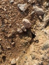 A closeup shot of an Ant hole or ant nest Royalty Free Stock Photo