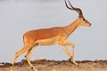 Closeup shot of an antelope running on rocky ground