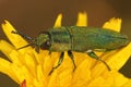 Closeup shot of a Anthaxia hungarica on a yellow flower