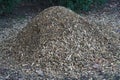 Closeup shot of anthill Royalty Free Stock Photo
