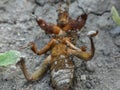 Closeup shot of ants eating a dead beetle lying upside down on its back