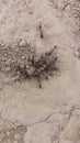 Closeup shot of ants (Formicidae) working on a sand area