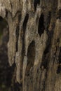 A closeup shot of a append old wooden tree texture Royalty Free Stock Photo